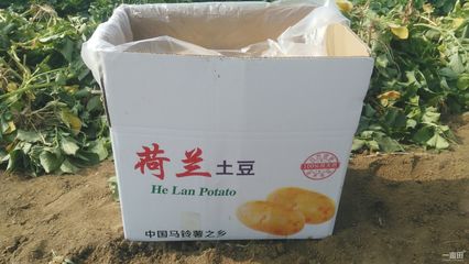 土豆包裝箱的圖片 山東滕州土豆